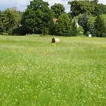 Waschbaer Country Templin
