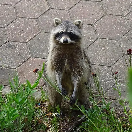 公寓 Waschbaer Country 滕普林