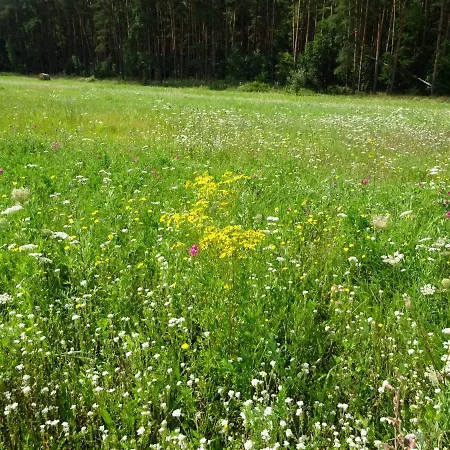 Waschbaer Country Apartament