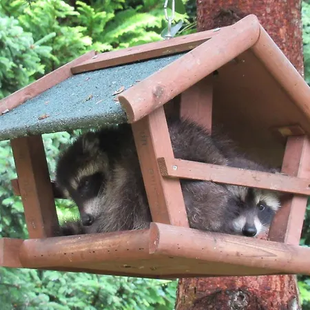 Waschbaer Country * Templin