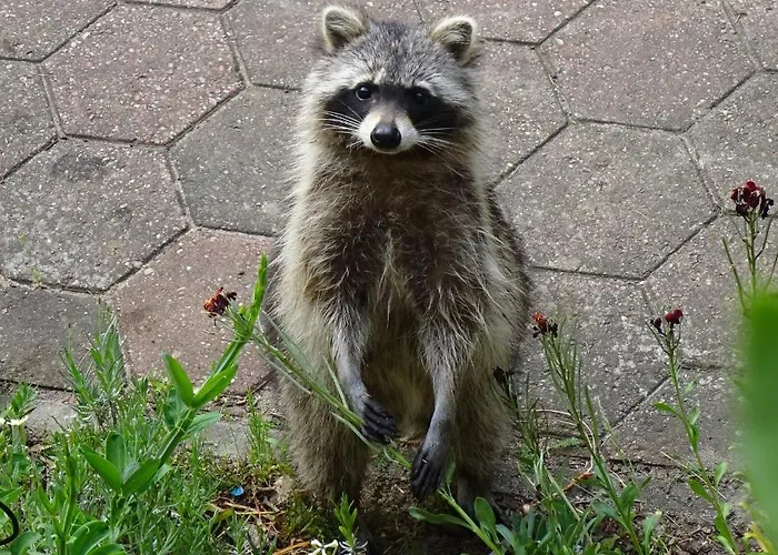 Apartamento Waschbaer Country Templin