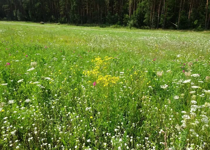 Waschbaer Country Apartment