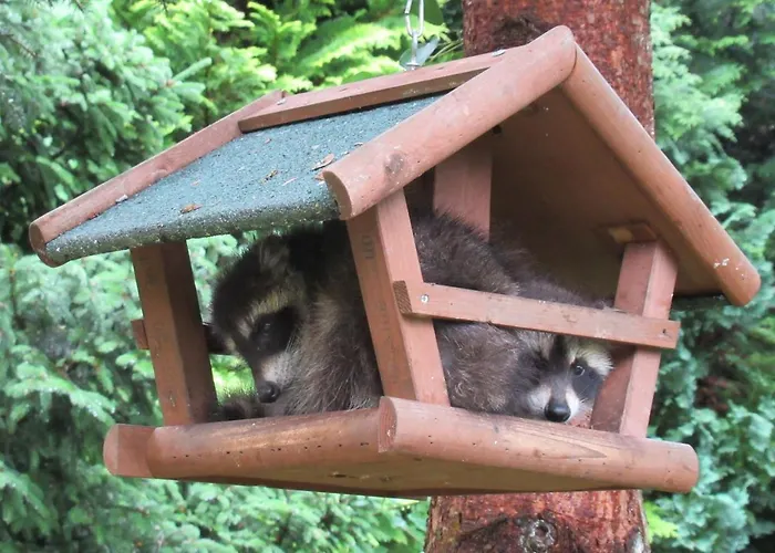 Waschbaer Country * Templin