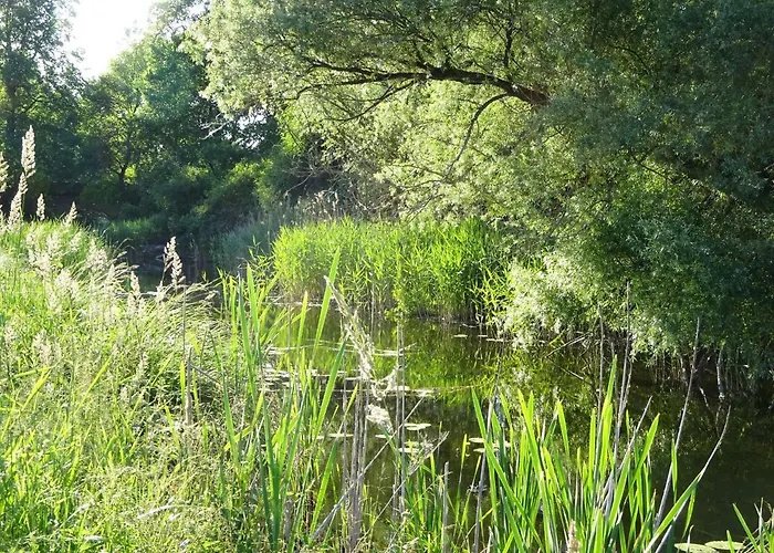 Waschbaer Country Templin